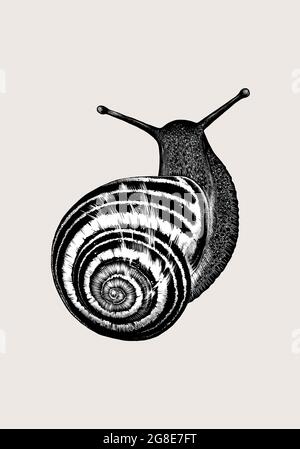 Hand-drawn sketch Snail isolated on beige background. Vintage style. Vector illustration for posters and print Stock Vector