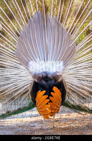 Peacock Indian peafowl (Pavo cristatus) beats wheel, view from behind, Peacock Forest Plaka Forest, Kos, Dodecanese, Greece Stock Photo