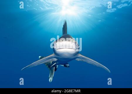 Oceanic whitetip shark (Carcharhinus longimanus) from the front in the backlight of the sun, sunbeams, Elphinstone Reef, Abu Hamra, Egypt Stock Photo