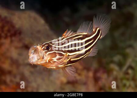 Six-lined soapfish (Grammistes sexlineatus) with open mouth, Red Sea, Fury Shoals, Egypt Stock Photo