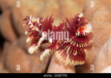 Christmas tree worm (Spirobranchus giganteus) red, on stone coral, Red Sea, Fury Shoals, Egypt Stock Photo