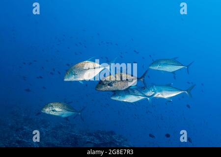 Shoal of bluefin trevallies (Caranx melampygus) chasing small fish over coral reef, Red Sea, Daedalus Reef, Egypt Stock Photo