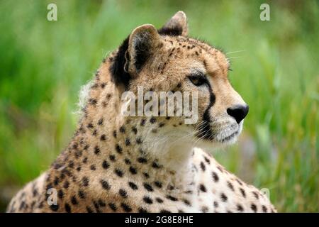 Sudan cheetah (Acinonyx jubatus soemmeringii), animal portrait, captive, Germany Stock Photo