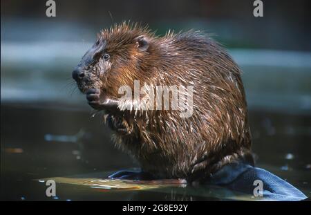 Beaver European beaver (Castor fiber) grooming, Brandenburg, Germany Stock Photo