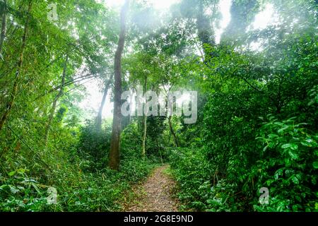 Unesco site Osun-Osogbo Sacred Grove, Osun State, Nigeria Stock Photo