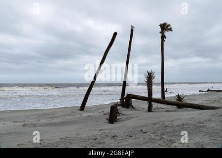 Dead palmetto palm trees on the beach at Hunting Island, South Carolina, USA, horizontal aspect Stock Photo