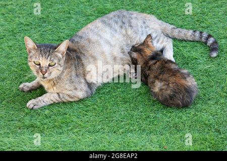 Mother tabby cat nursing her tortoiseshell kitten outdoors in old city Jerusalem Stock Photo