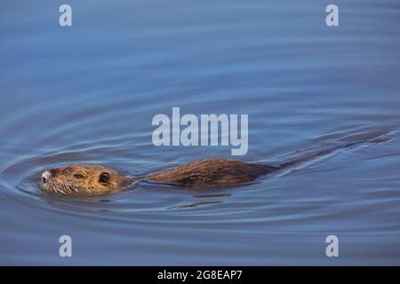 Nutria (Coypu) swimming in Lake Hula at Agamon Hula nature park. (Myocastor coypus) Stock Photo