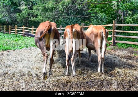 A rearview of three brown cows eating hay.	Copy space. Stock Photo