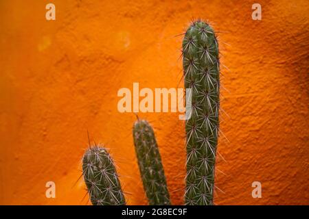 Cactus against an orange wall on the island of Crete, Greece Stock Photo