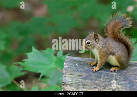 An American red squirrel (Tamiasciurus hudsonicus) with a bushy tail is sitting on all fours on the edge of a cut log. Stock Photo