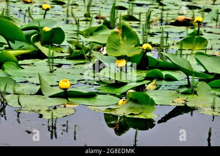 Lily pads with yellow blossoms 'Nuphar lutea', growing in shallow water at Maxwell lake in Hinton Alberta Canada Stock Photo