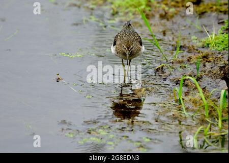 A solitary sanspiper 'Tringa solitaria', foraging for food along the waters edge in a marshy area  at the beaver boardwalk in Hinton Alberta Canada. Stock Photo