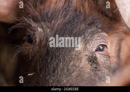 piglet with dark brown hair and curled pig tail in a cage eating grass on a pig pork farm Stock Photo