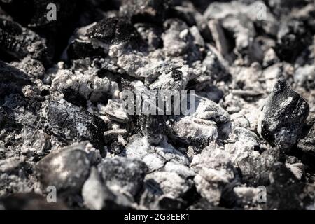 Black burnt coals in the grill close-up. Stock Photo