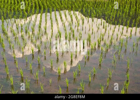 Rice Paddy in Minamiaso Village, Kumamoto Prefecture, Japan Stock Photo