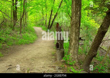 Riverview Trail, Middle Fork Vermilion Wild and Scenic River, Kickapoo State Park, Illinois Stock Photo