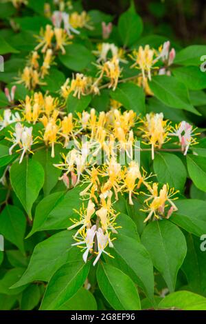 Honeysuckle in bloom, Middle Fork Vermilion Wild and Scenic River, Kickapoo State Park, Illinois Stock Photo