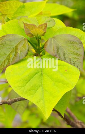 Basswood leaves, Middle Fork Vermilion Wild and Scenic River, Kickapoo State Park, Illinois Stock Photo