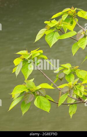 Basswood leaves, Middle Fork Vermilion Wild and Scenic River, Kickapoo State Park, Illinois Stock Photo