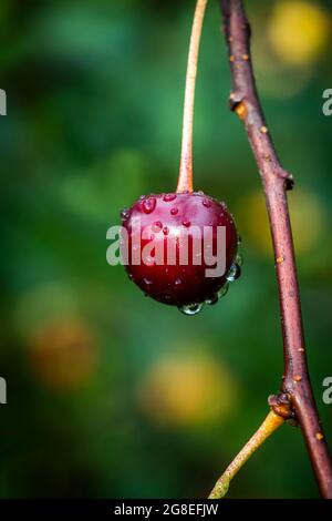 Ripe cherries are covered with drops of warm summer rain. Stock Photo