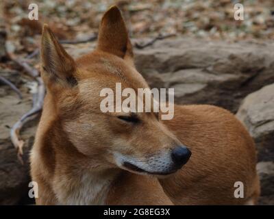 A closeup portrait of a elegant stylish Australian Dingo. Stock Photo