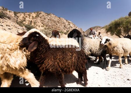 Shepherd at upper branch of Fahliyan valley, Zagros mountains, Gach Darvazeh, Fars Province, Iran, Persia, Western Asia, Asia Stock Photo