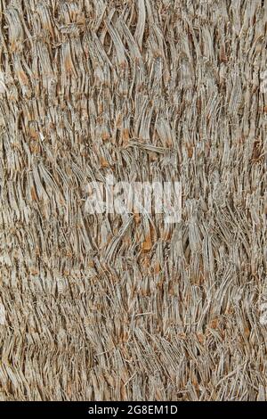 Texture of the trunk of palm tree growing on the coast background Stock Photo