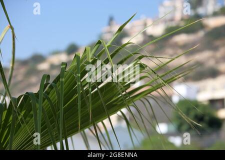 Green plam tree leaf close up against hill summer time Stock Photo