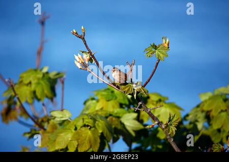 Wren singing from the top of a tree in Spring sunshine Stock Photo