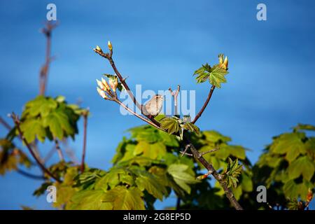 Wren singing from the top of a tree in Spring sunshine Stock Photo