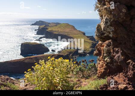 Flowering plants on path to Ponta de Sao Lourenco cliffs, Canical, Madeira island, Portugal Stock Photo