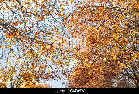 Looking up at the sky through the orange autumn leaves Stock Photo