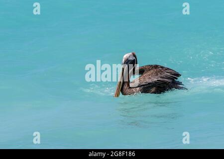 Brown pelican (Pelecanus occidentalis) swimming in tropical colored water, Bonaire, Dutch Caribbean. Stock Photo