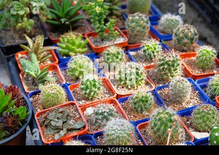 Cactuses and other plants  in small pots in garden shop. Green cactuses sold in store. Plants for green house. Stock Photo