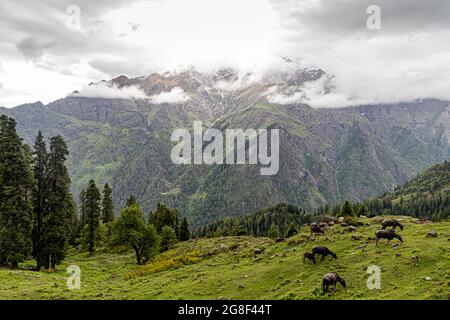 landscap view of green himalyan mountain and buffalo grazing on fields. Stock Photo