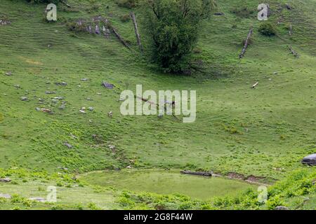 landscap view of green himalyan mountain and cow grazing on fields. Stock Photo