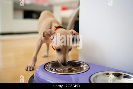 Italian greyhound homemade clearance food