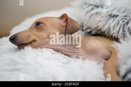 Close up on a lying down Italian greyhound. dog looking aside, resting his head on his paw, looking at the camera, closing his sleepy eyes and falling Stock Photo