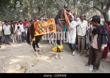 Horses are exhibited for sale at Sonpur fair, the largest animal selling fair in Asia. The fair is more than thousand years old. Stock Photo