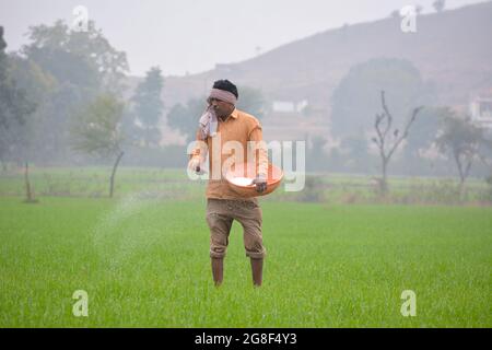 Indian farmer spreading fertilizer in the wheat field Stock Photo