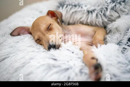 Puppy Italian Greyhound is lying on dog bed in home - selective focus on sleeping on the pillow. White background, space for text. Domestic cute pet. Stock Photo