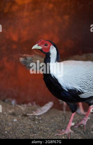 Beautiful colored pheasant in a cage at the zoo. Stock Photo