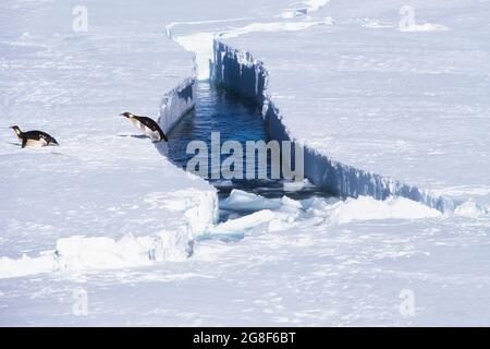 Emperor Penguins (Aptenodytes forsteri), Weddell sea, Antarctica Stock Photo