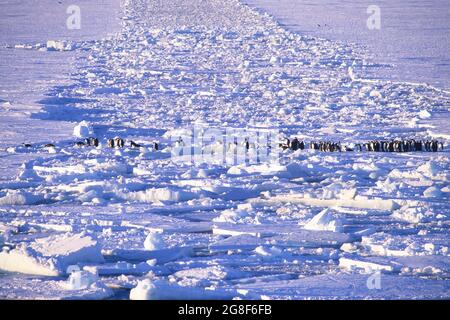 Emperor penguins (Aptenodytes forsteri) walking on ice floe, Riiser-Larsen Ice Shelf, Queen Maud Land Coast, Weddell Sea, Antarctica Stock Photo