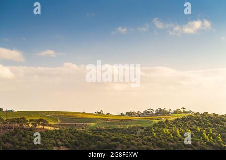 McLaren Vale Vineyards at sunset in South Australia Stock Photo