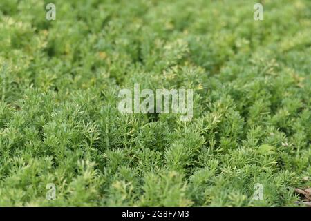 Chamomile Chamaemelum nobile Treneague Stock Photo - Alamy