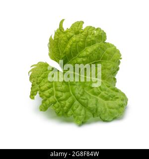 Single leaf of an organic Basil Green Ruffles plant isolated on white background Stock Photo