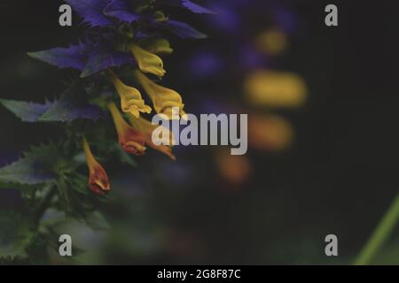 Melampyrum nemorosum, Ivan da Maria, Wood Cow-wheat. Yellow-orange flowers of Ivan da Marya with green-purple leaves. Stock Photo