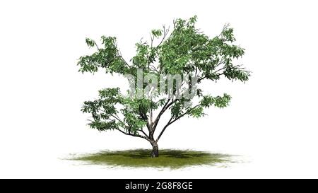 Hook Thorn tree on green area - isolated on white background - 3D illustration Stock Photo